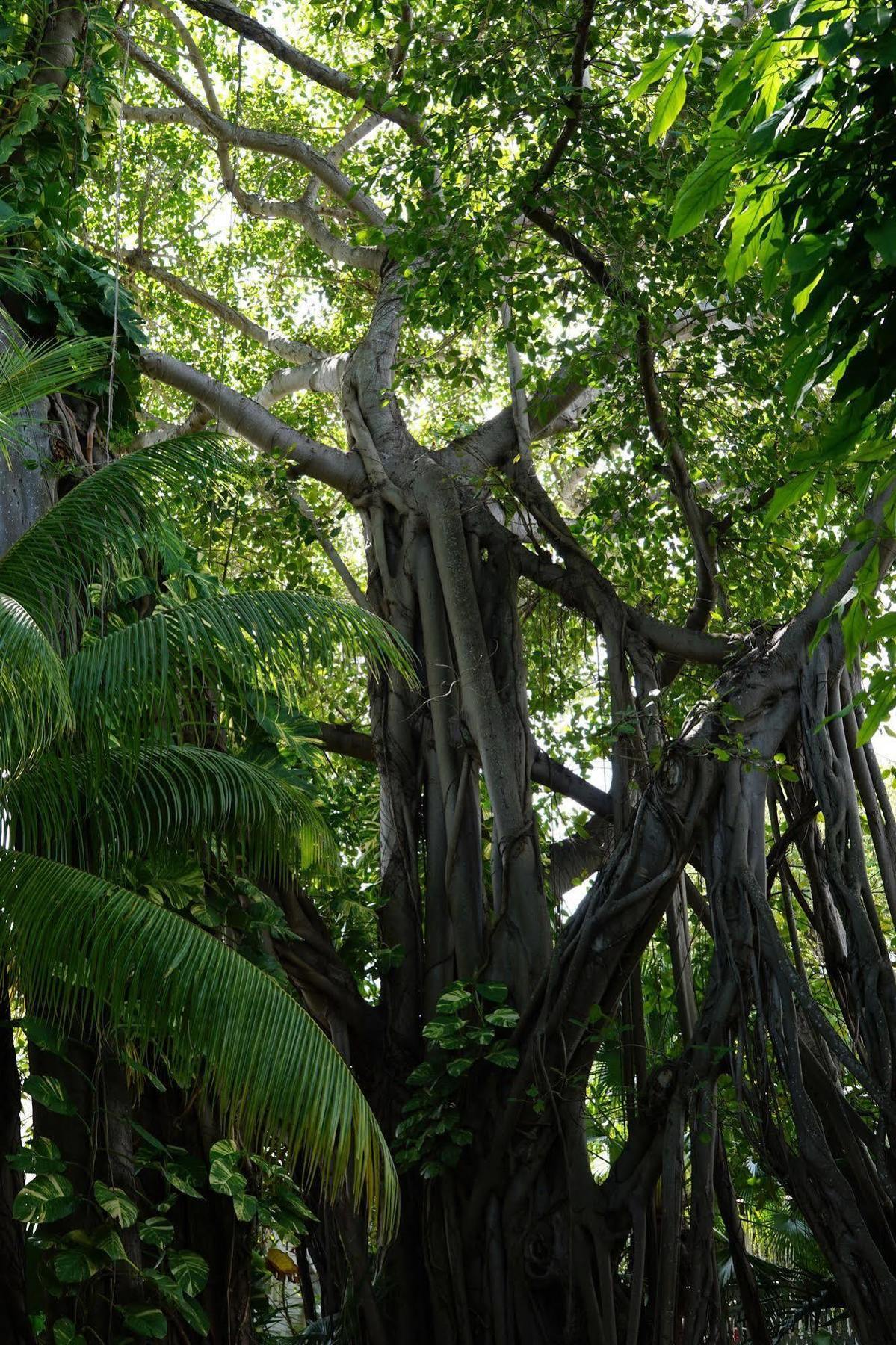 The Banyan Resort Key West Exterior photo